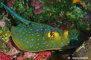 Poissons cartilagineux - rays and sharks